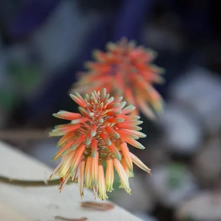 Canguro Szálloda 3*